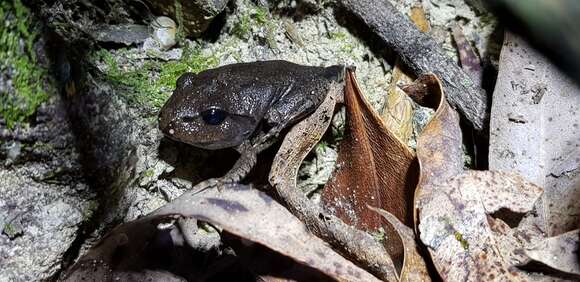 Plancia ëd Mixophyes fasciolatus Günther 1864