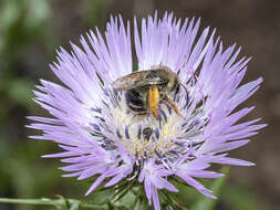 Image of Eucera gracilipes Pérez 1895