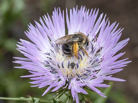 Слика од Eucera gracilipes Pérez 1895