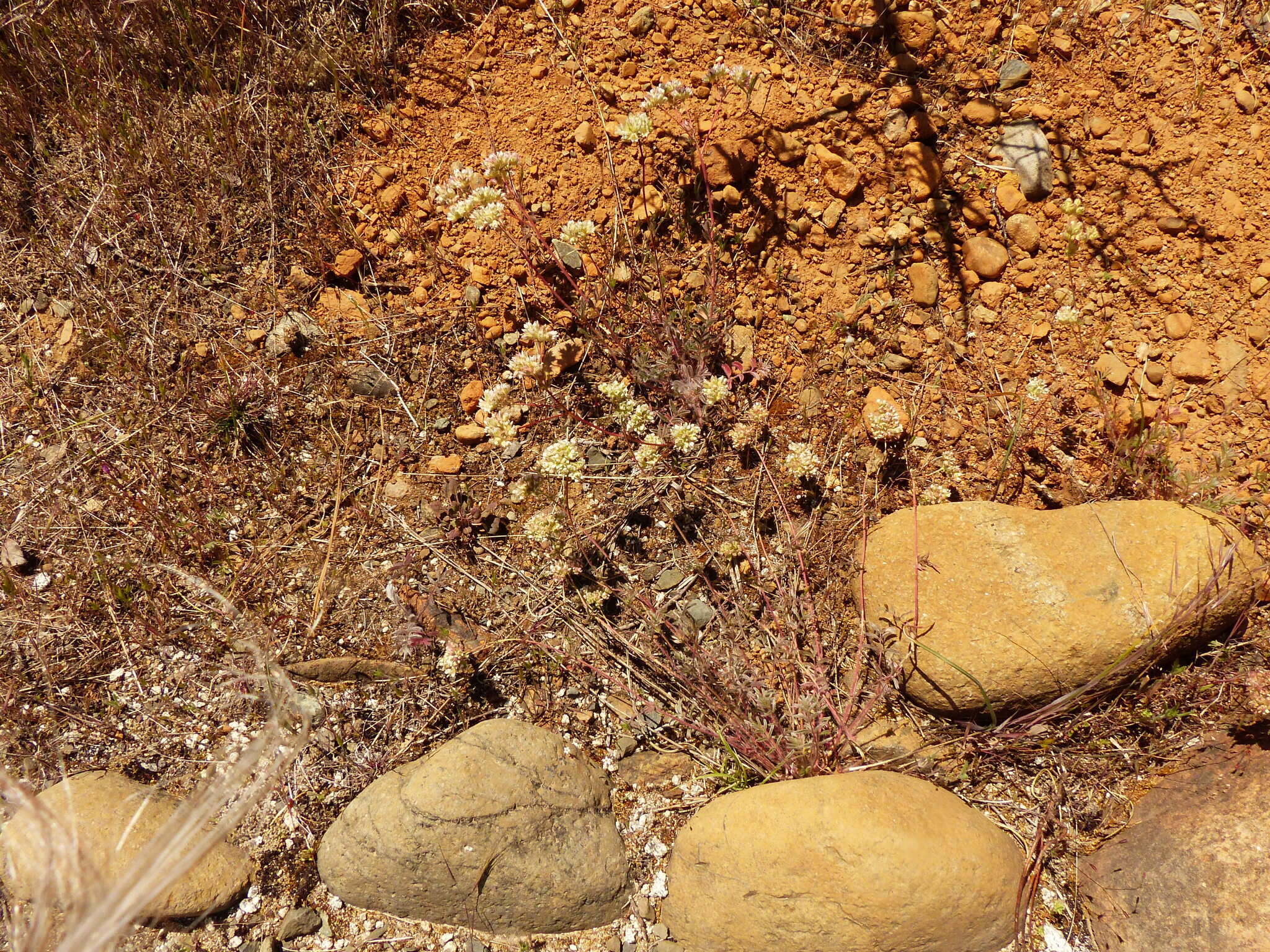 Image de Horkelia congesta subsp. nemorosa Keck