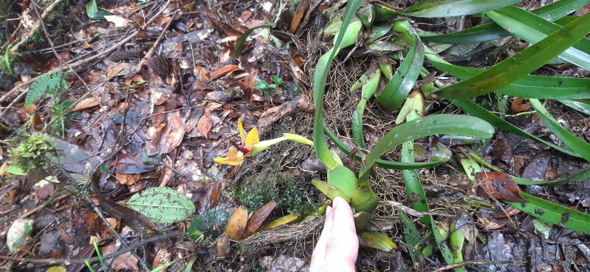 Image of Maxillaria praestans Rchb. fil.