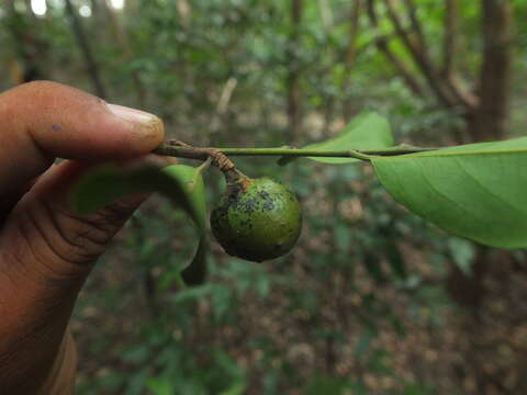 Sivun Diospyros ghatensis B. R. Ramesh & D. De Franceschi kuva