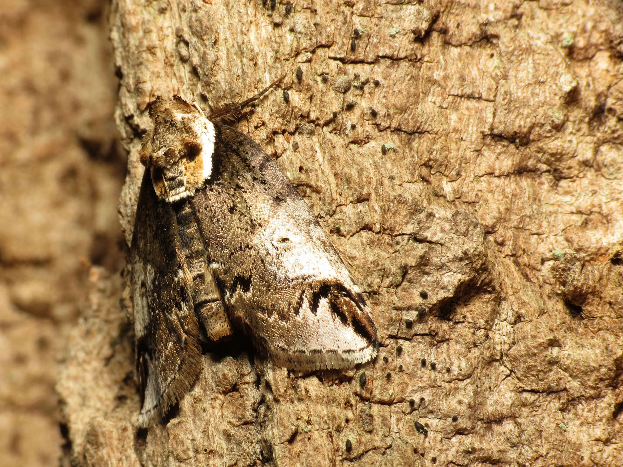 Image of Eyed Baileya