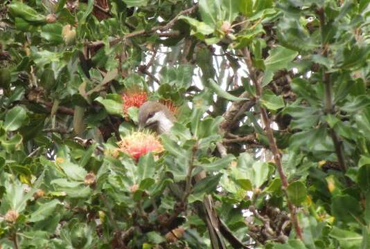 Image of Little Wattlebird