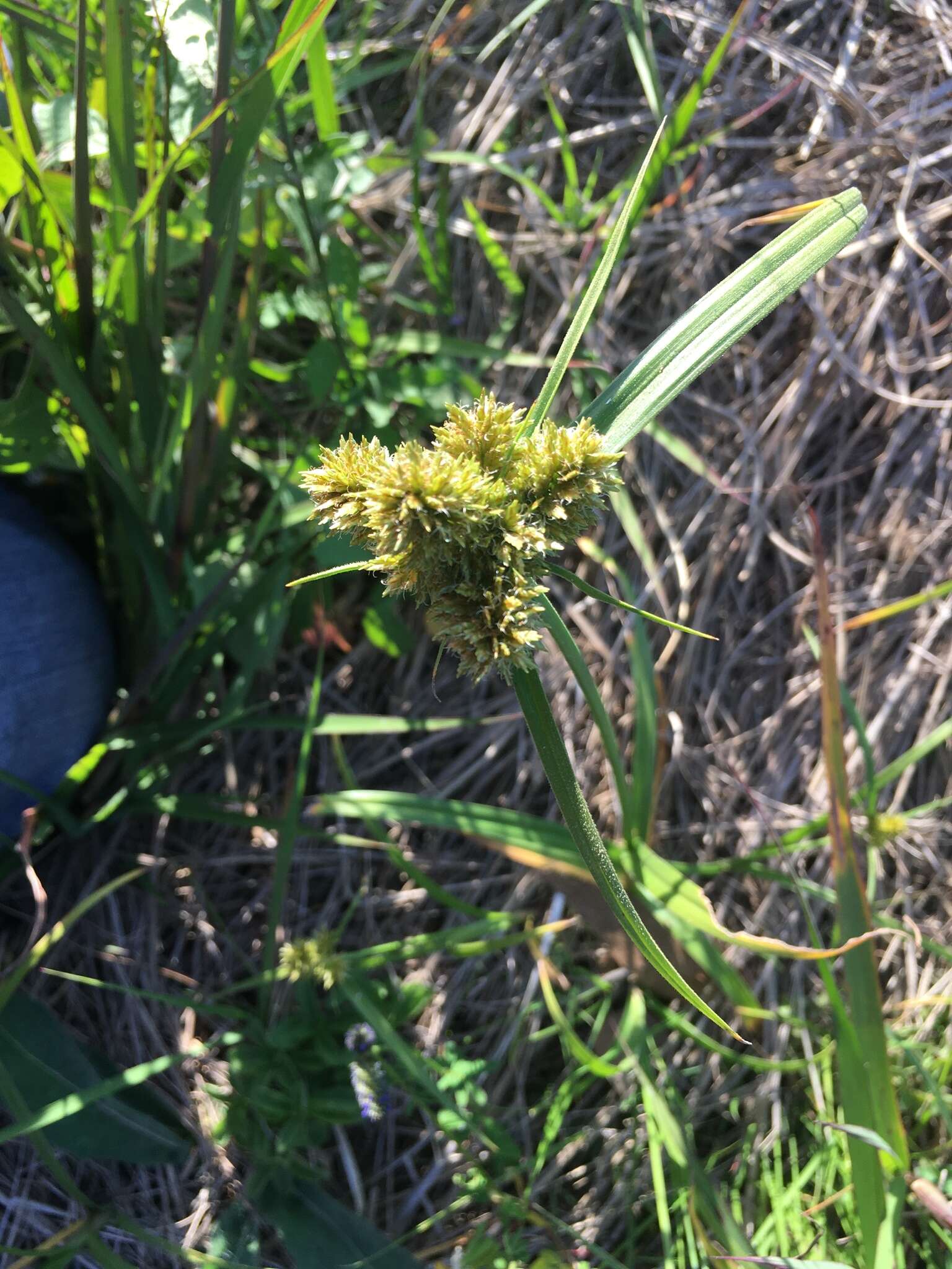 صورة Cyperus manimae var. asperrimus (Liebm.) Kük.