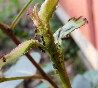 Image of Apple aphid