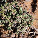 Sivun Chasmatophyllum maninum L. Bol. kuva