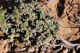 Image of Chasmatophyllum maninum L. Bol.