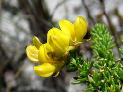 Image of Aspalathus carnosa Bergius