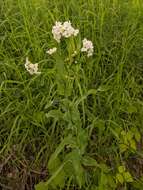 Image of Siberian horseradish