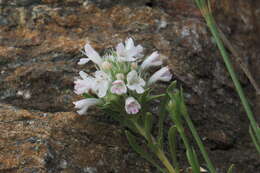 Image of Thymus atticus Celak.