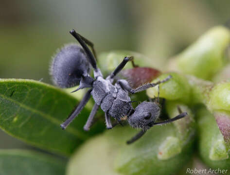 Image of Polyrhachis schistacea (Gerstaecker 1859)