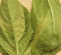 Image of Basil downy mildew