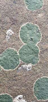 Image of wart lichen