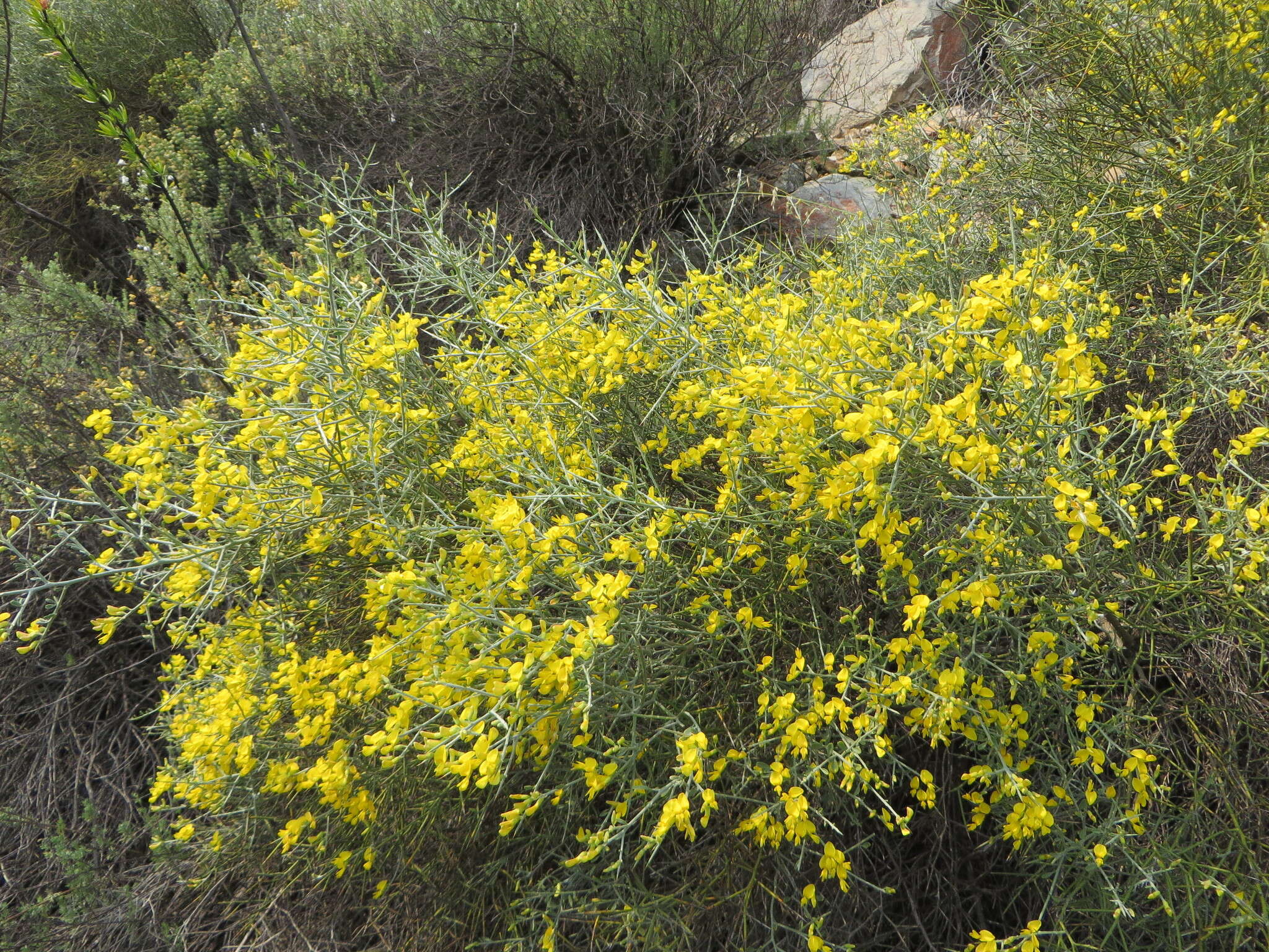 <i>Calobota pungens</i>的圖片