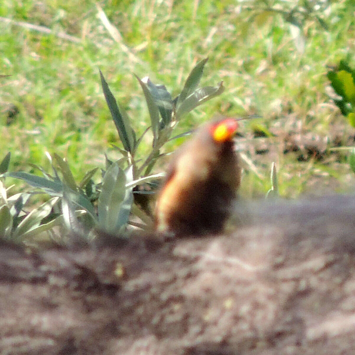 Image de Buphagidae