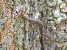 Image of Brown Whip Snake