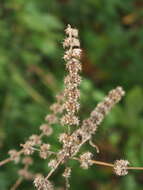 Image of common motherwort