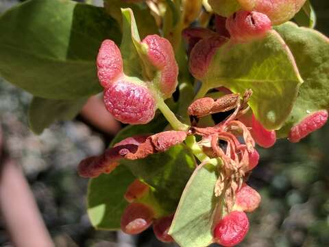 Image of Manzanita Leaf Gall Aphid