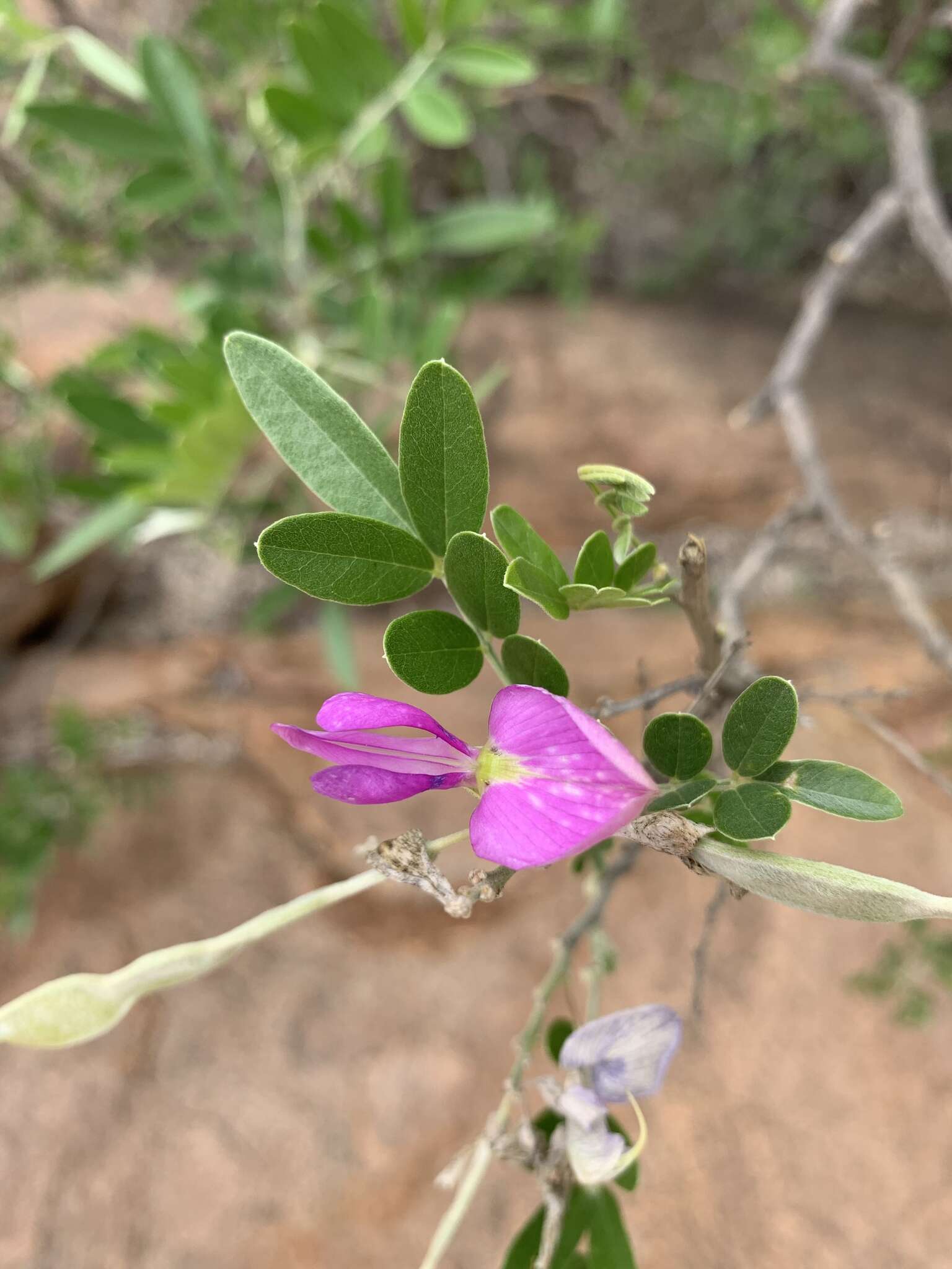 صورة Mundulea sericea subsp. sericea