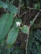 Sivun Persicaria chinensis (L.) Nakai kuva