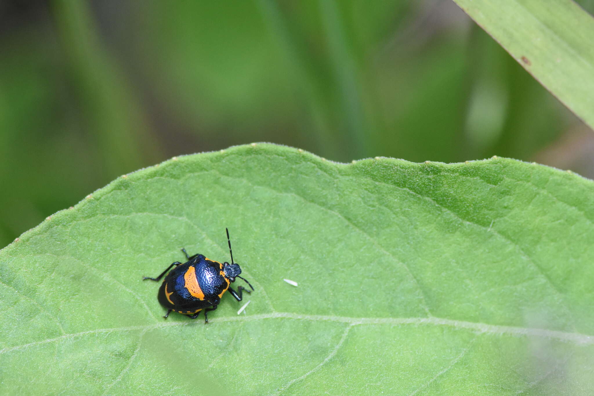 Image of Anchor Stink Bug