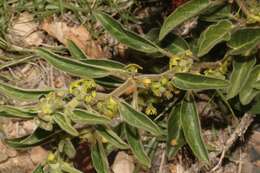 Sivun Matelea boliviana G. Morillo kuva