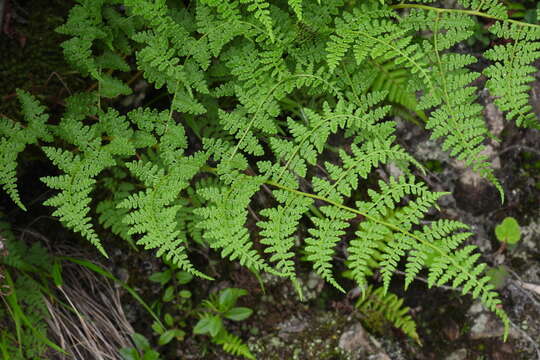 Image of Athyrium atkinsonii Bedd.