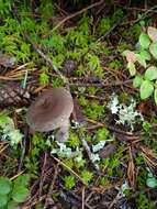 Image of Lactarius mammosus Fr. 1838