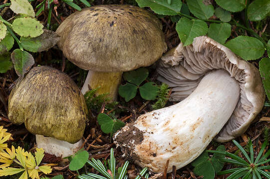 Plancia ëd Tricholoma luridum (Schaeff.) P. Kumm. 1871