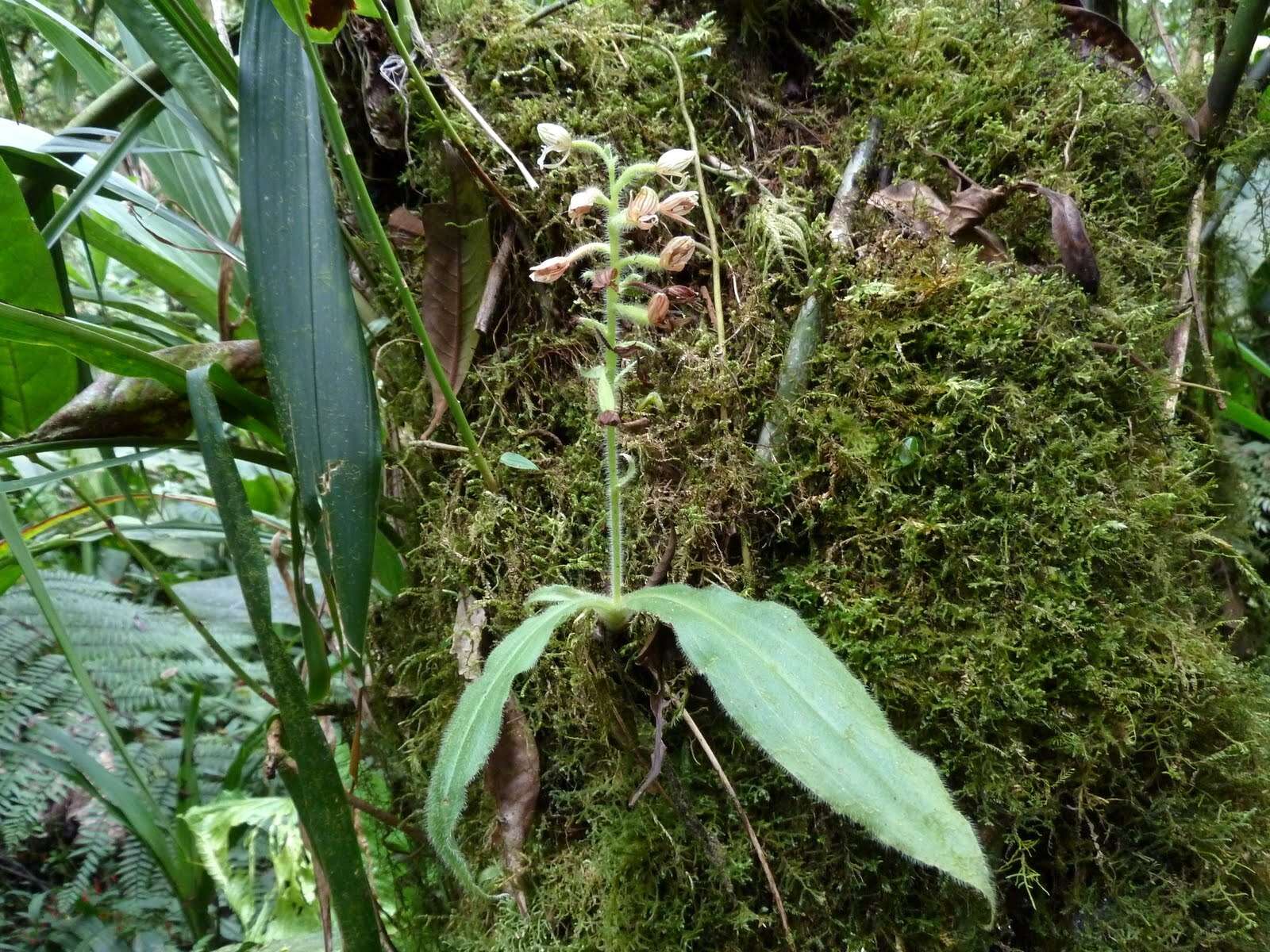 Image of Ponthieva cornuta Rchb. fil.