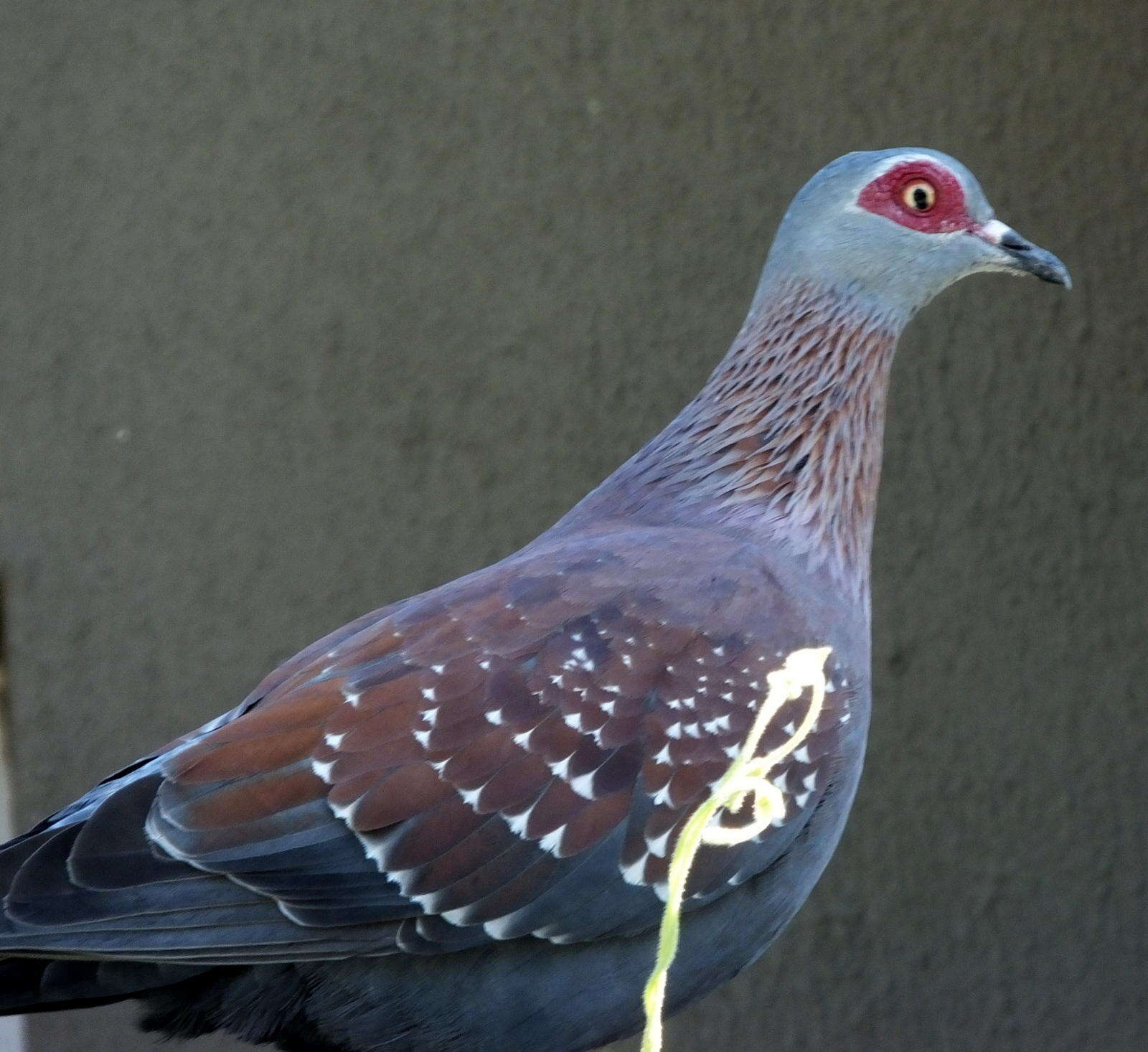 صورة Columba guinea phaeonota Gray & GR 1856