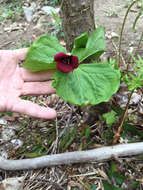 Imagem de Trillium sulcatum T. S. Patrick