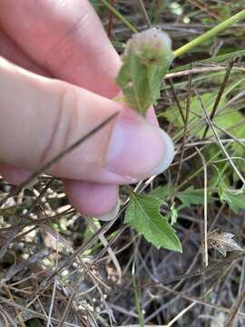 صورة Melanthera parvifolia Small