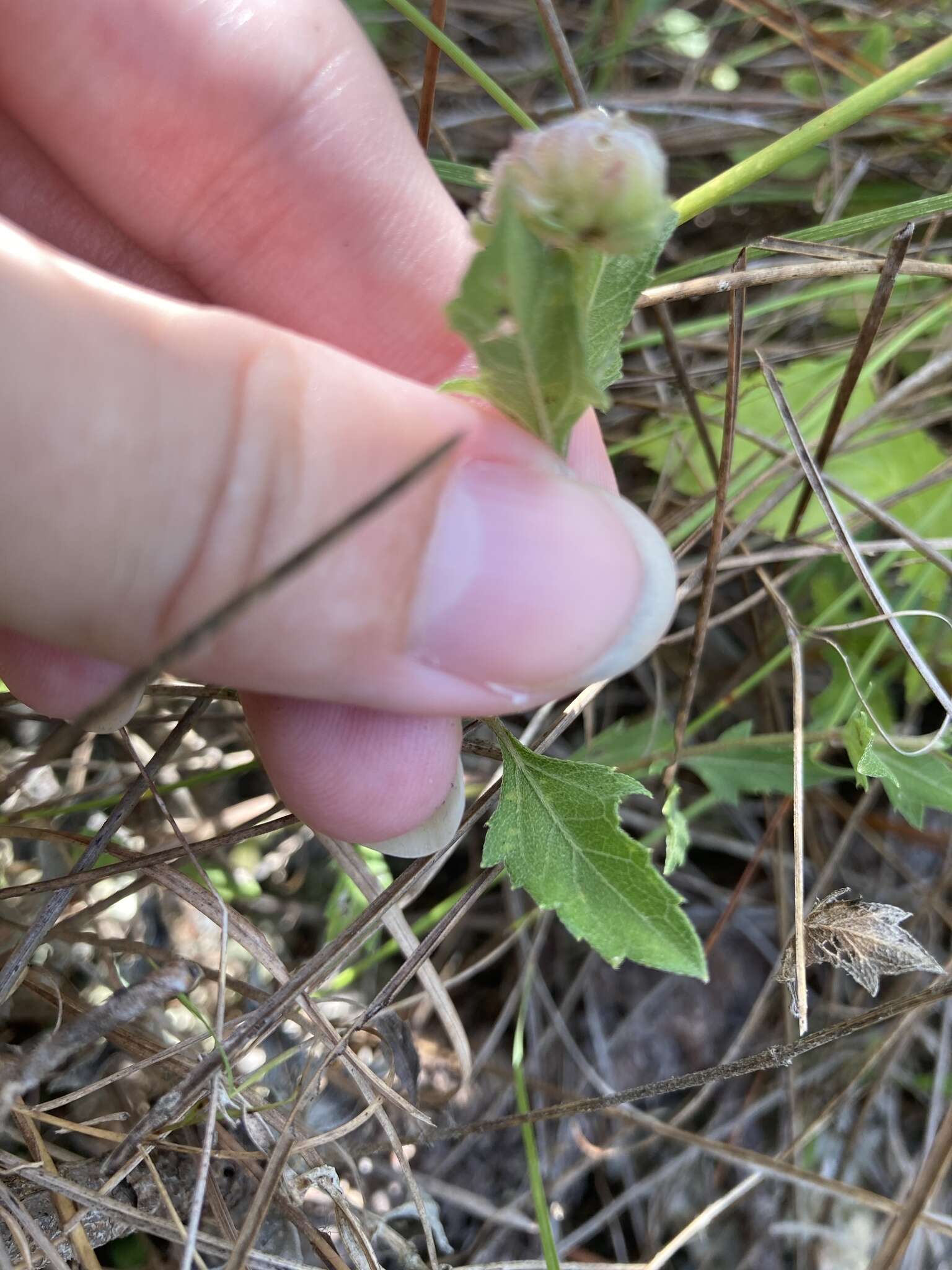 Image of small-leaf squarestem