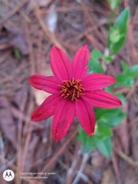 Image of Wedelia purpurea (Greenm.) B. L. Turner