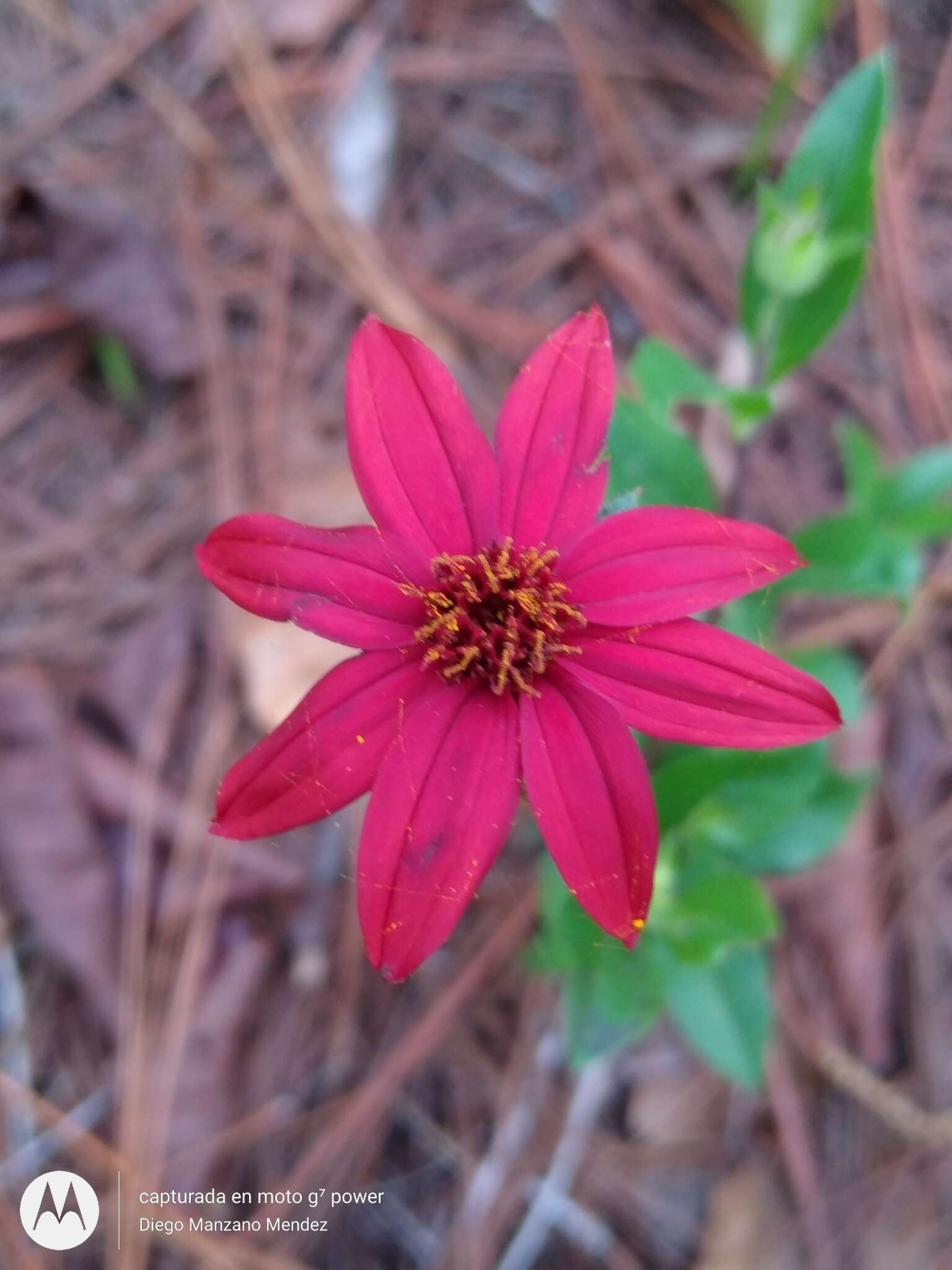 Plancia ëd Wedelia purpurea (Greenm.) B. L. Turner