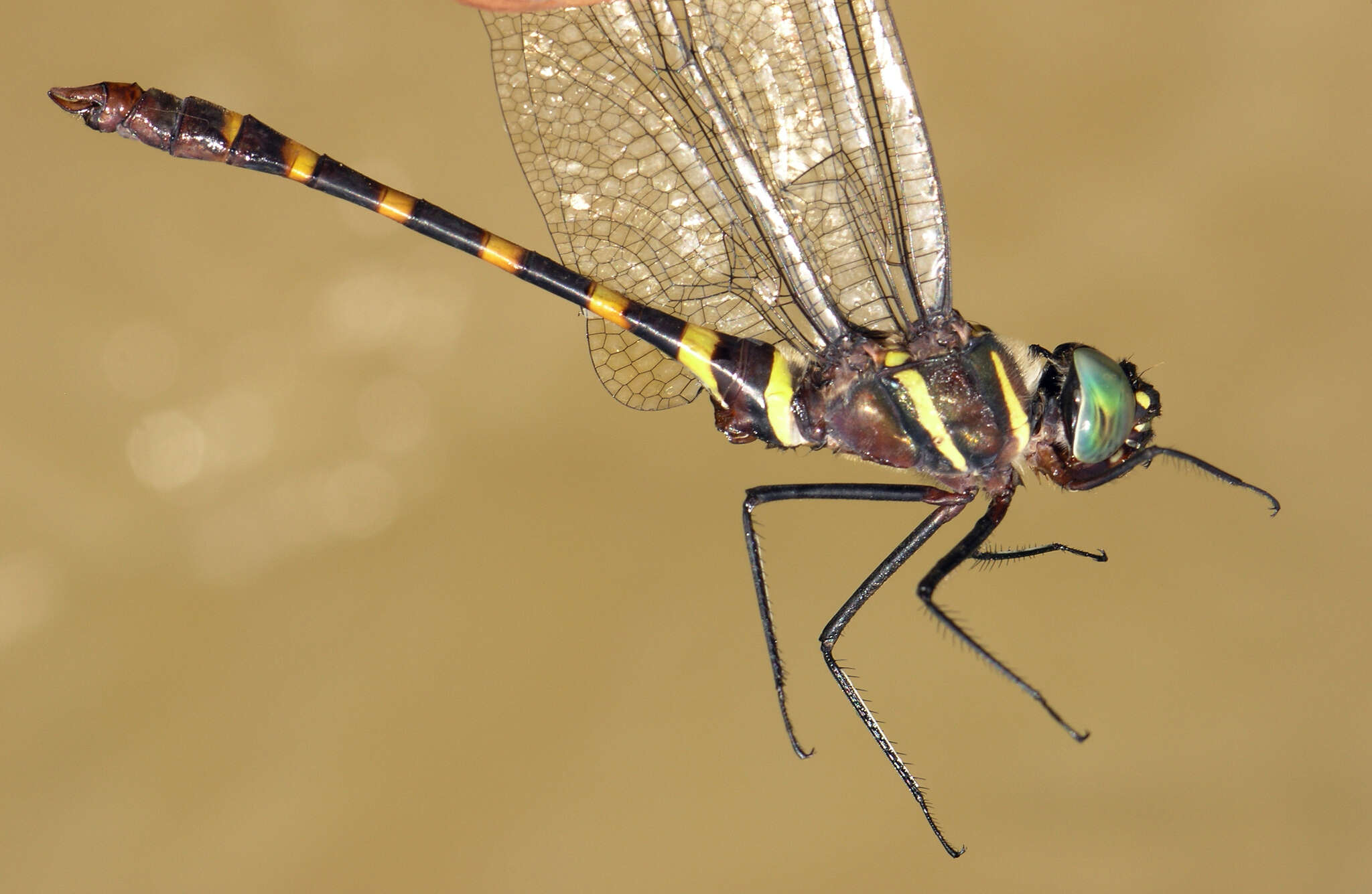 Image of Epophthalmia frontalis Selys 1871