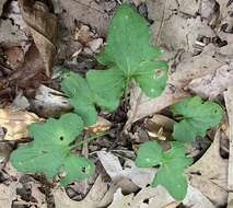 Viola edulis Spach resmi