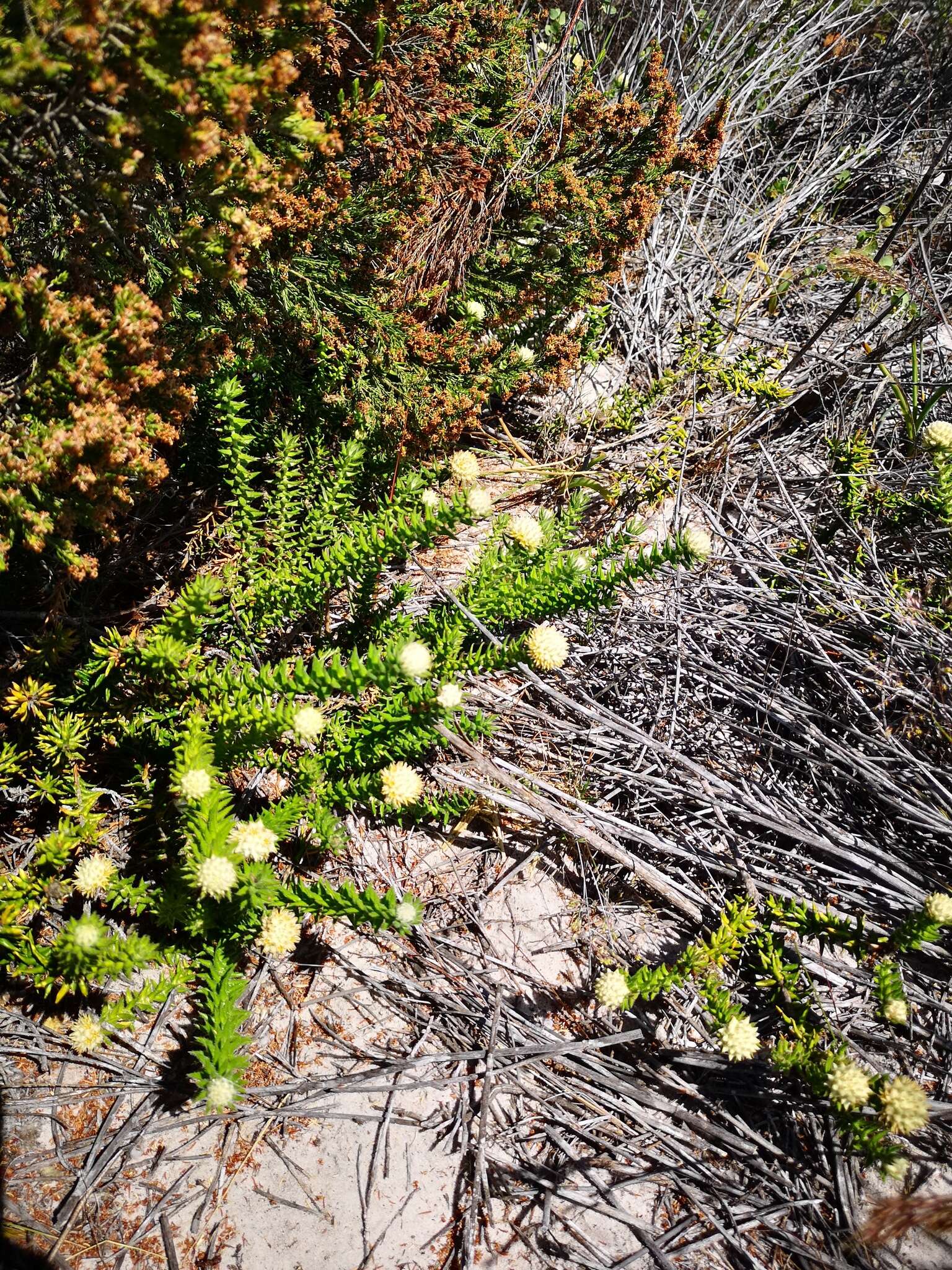 Image of Phylica harveyi (Arn.) Pillans