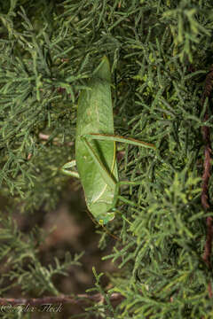 Image of Stilpnochlora azteca (Saussure 1859)