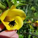 Слика од Bombus pullatus Franklin 1913