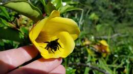 Image of Bombus pullatus Franklin 1913