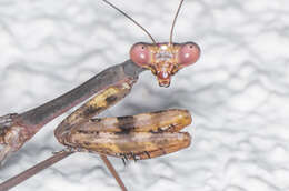 Image of California Mantis