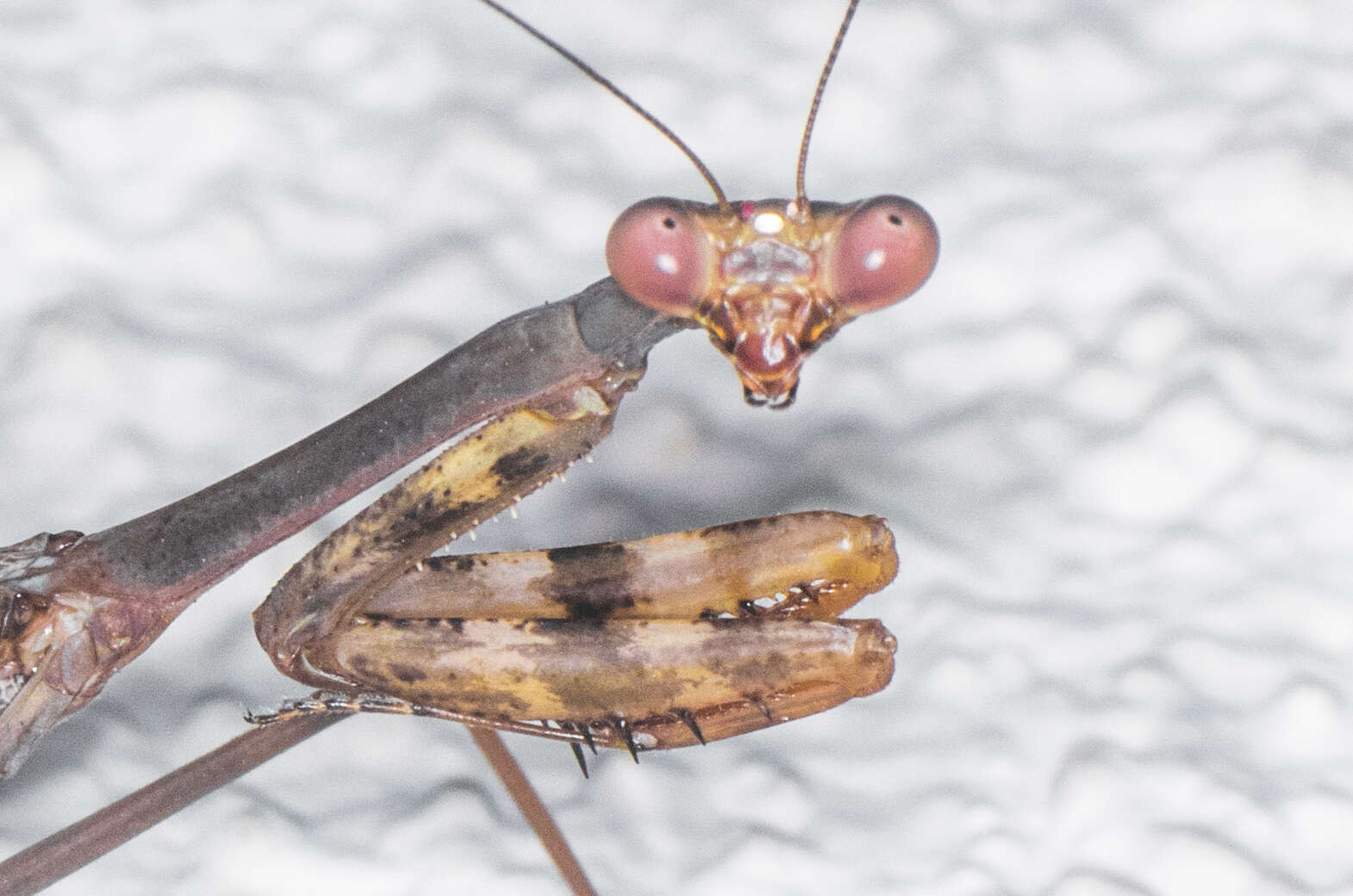 Image of California Mantis