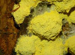 Image of Dog vomit slime mold