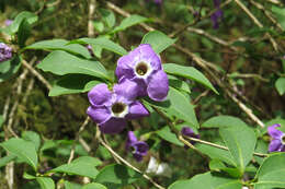 Brunfelsia plowmaniana Filipowicz & M. Nee resmi