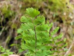 Imagem de Adiantum viridimontanum Paris