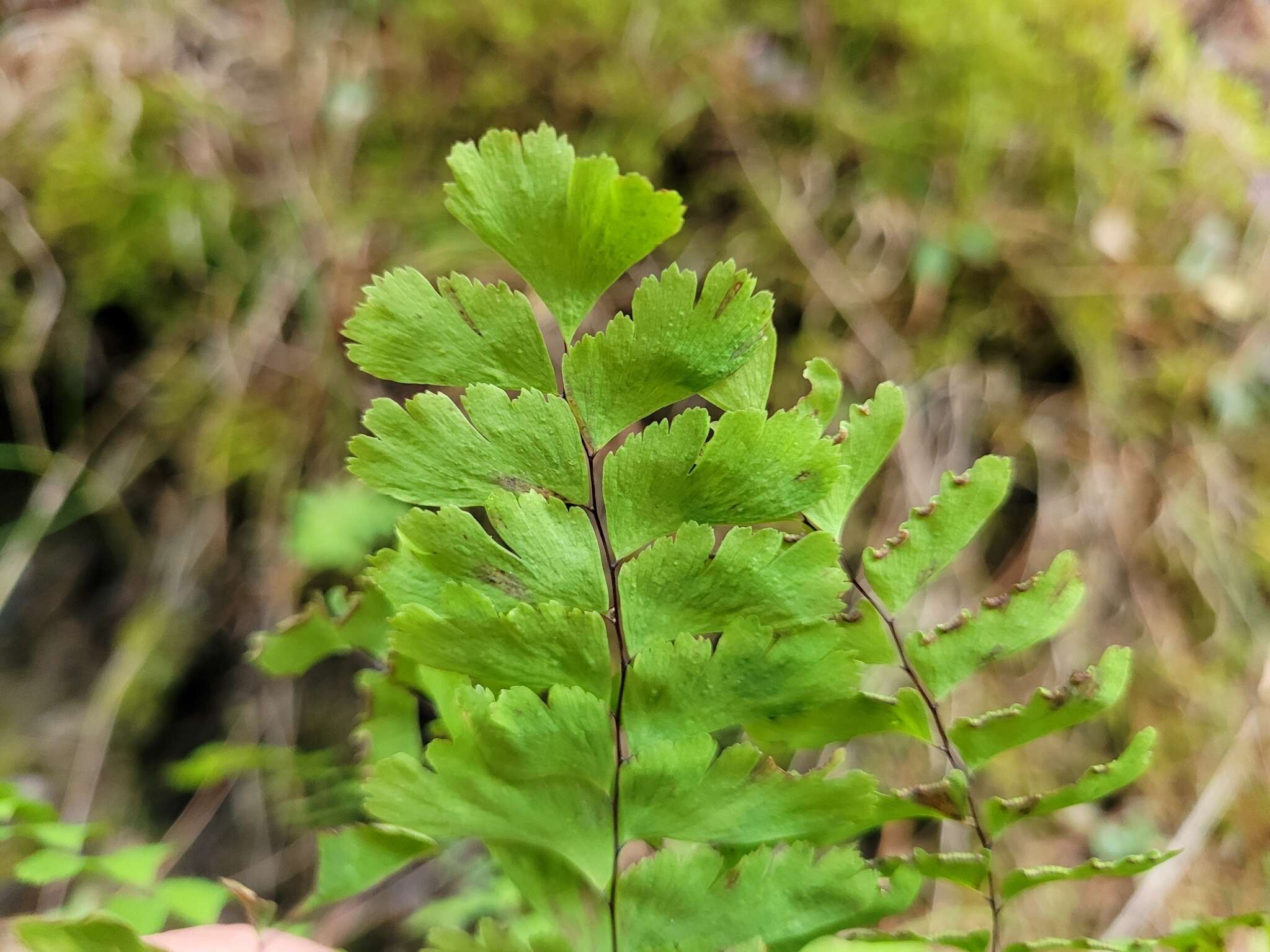 Imagem de Adiantum viridimontanum Paris