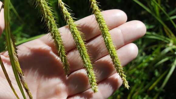 Image of Fringed sedge